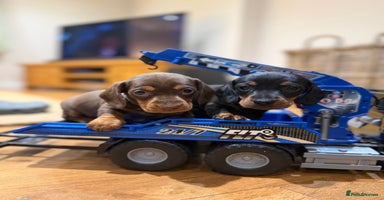 Miniature Dachshund dogs Gorgeous Miniature Dachshund boys - Advert 5