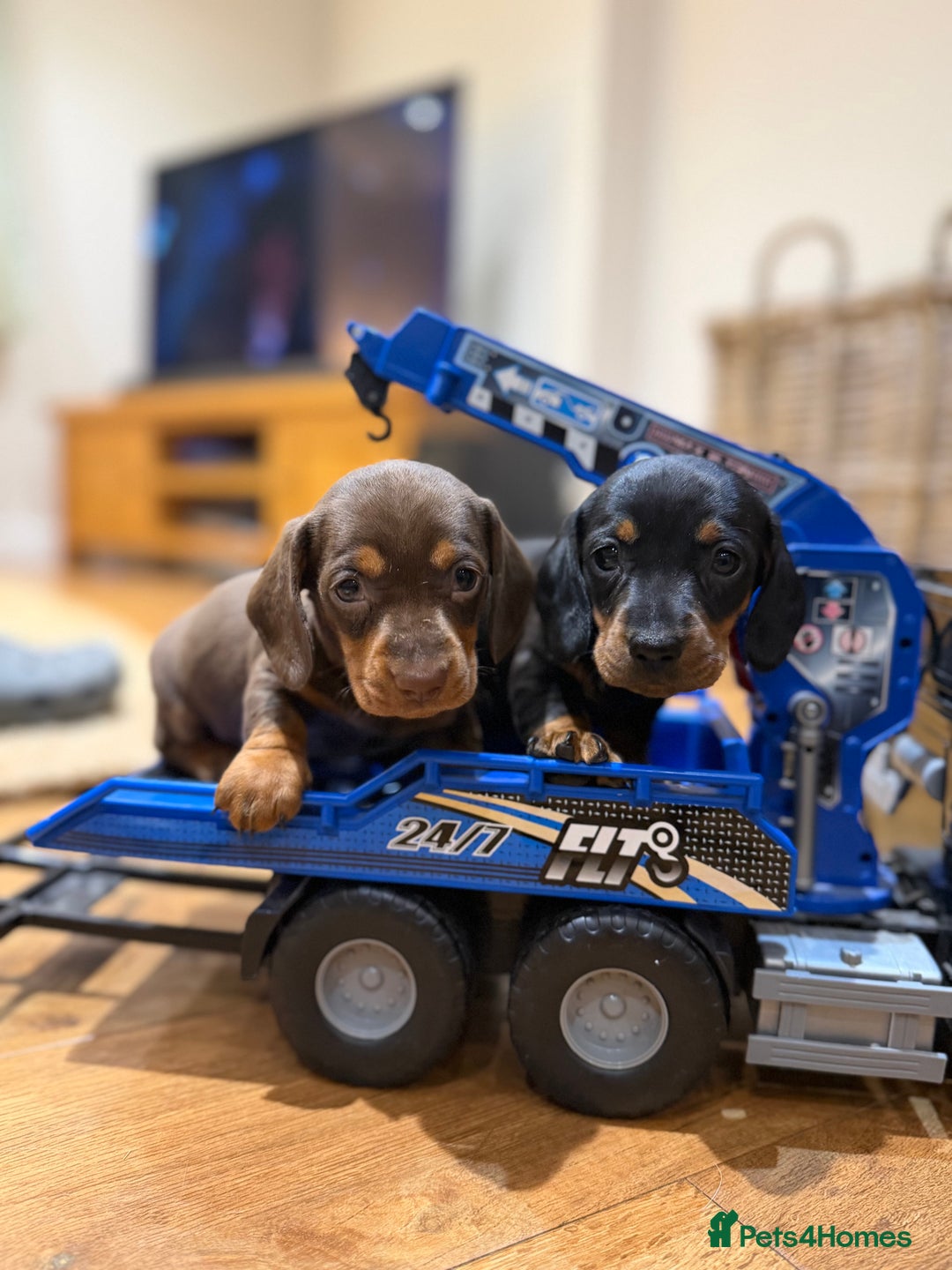 Miniature Dachshund dogs for sale: Gorgeous Miniature Dachshund boys - Advert 2