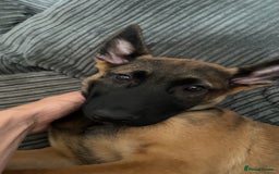 Mixed Breed dogs for sale: Bosco and nova  - Image 1
