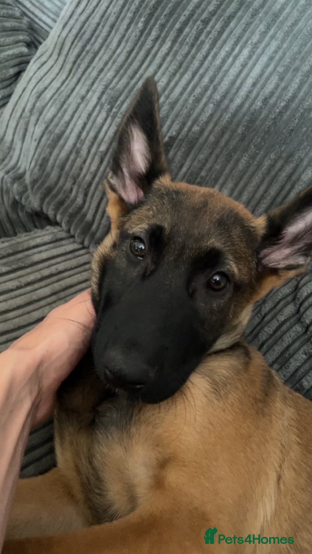 Mixed Breed dogs for sale: Bosco and nova  - Image 1