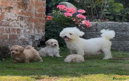 Poochon dogs for sale: Beautiful Poochons  - Image 35