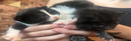 Mixed Breed cats for sale: Beautiful fluffy kittens  - Advert 20