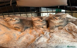 Mixed Breed cats for sale: Maine coon x Scottish fold kittens - Image 1