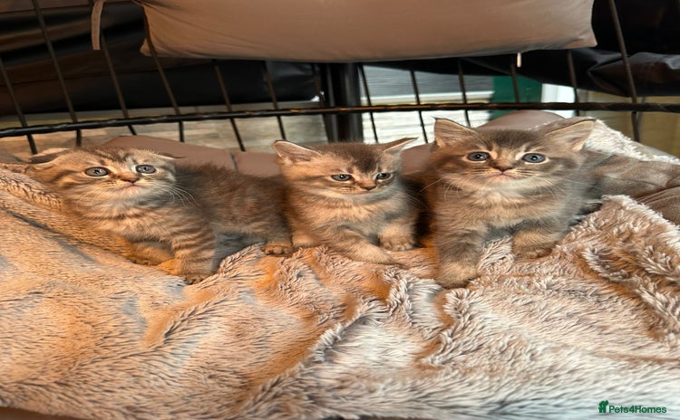 Mixed Breed cats - Advert 13