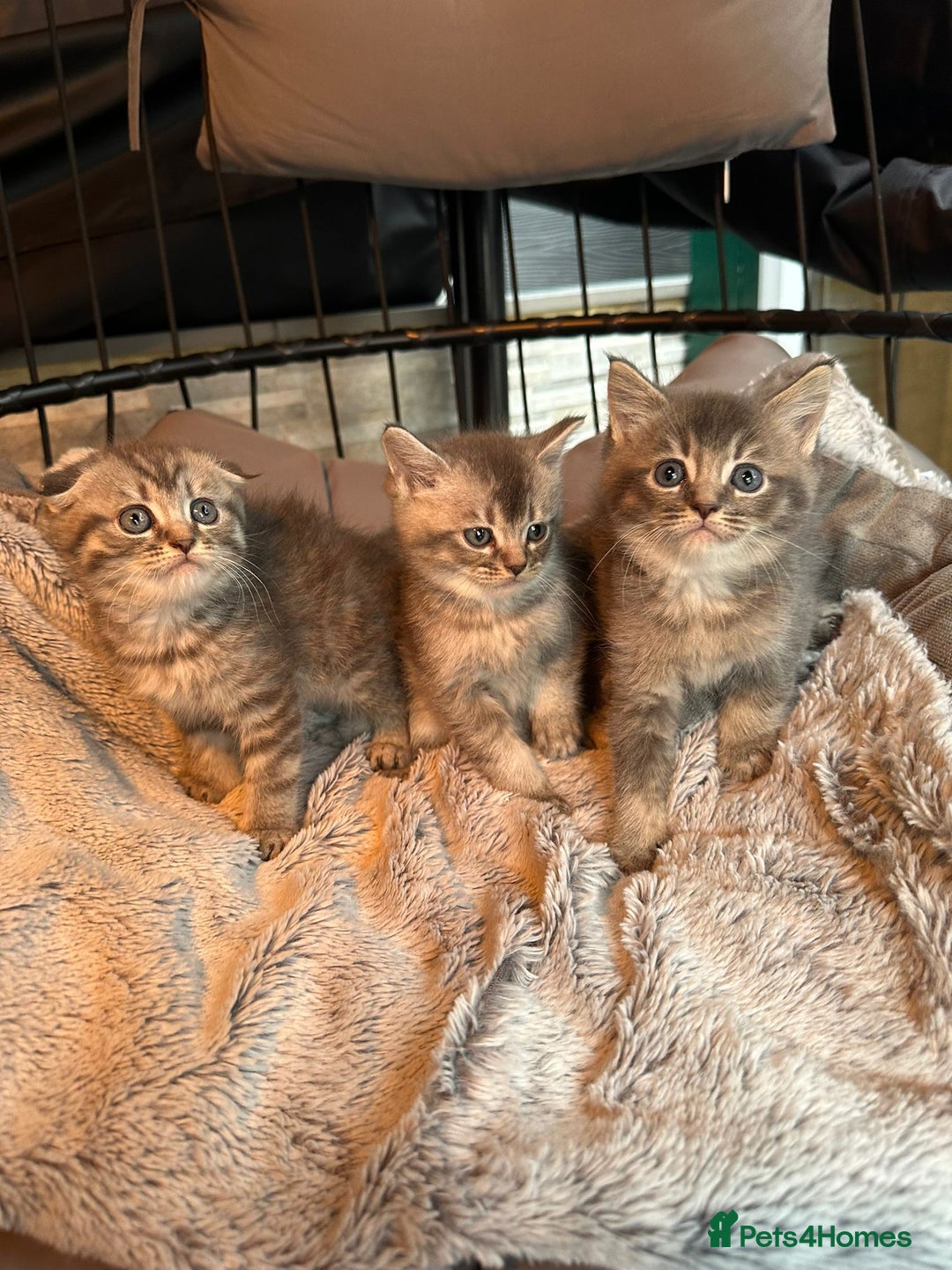 Mixed Breed cats for sale: Maine coon x Scottish fold kittens - Image 1