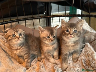 Mixed Breed cats - Advert 10