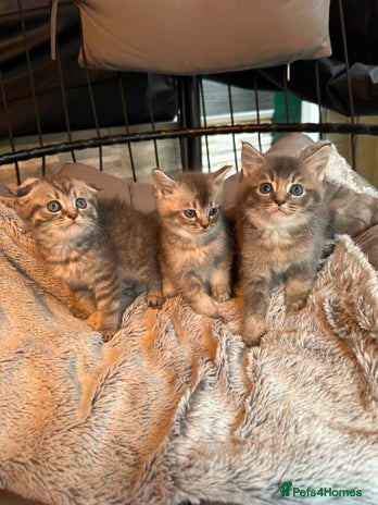 Mixed Breed cats - Advert 5