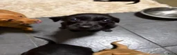 Labrador Retriever dogs for sale: Full Labrador Puppies   - Advert 11