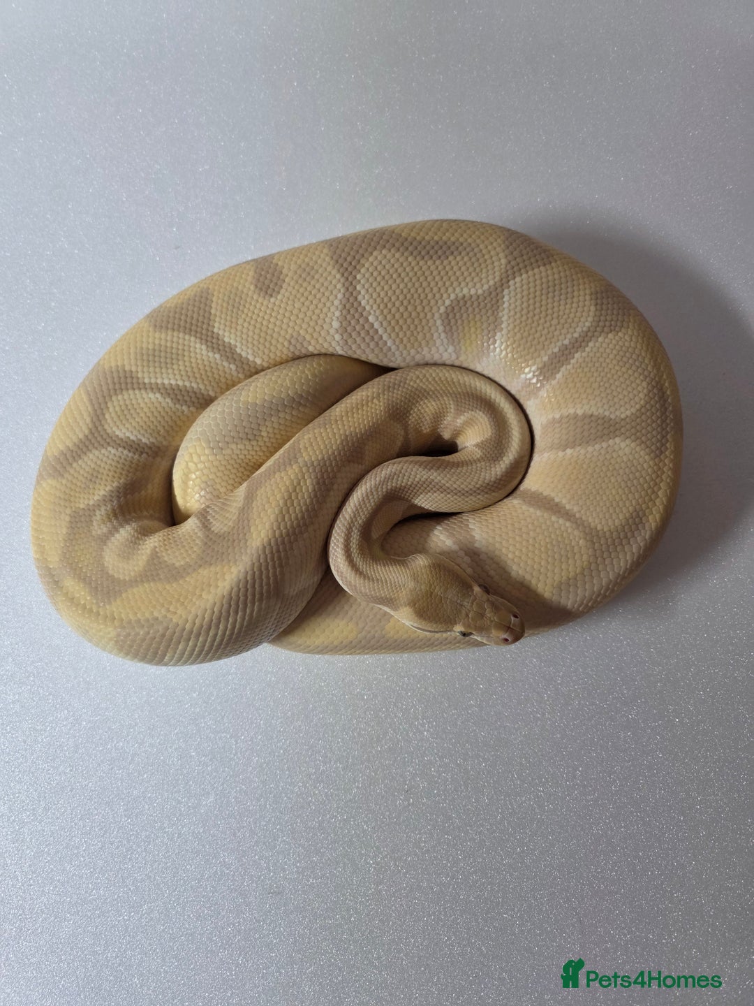 Snake reptiles for sale: Ball pythons  - Advert 9