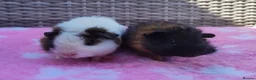 Guinea Pig rodents for sale: Beautiful sows and a pair of boars.  - Advert 1