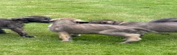 Irish Wolfhound dogs for sale: Irish wolfhound puppies for sale - Advert 11
