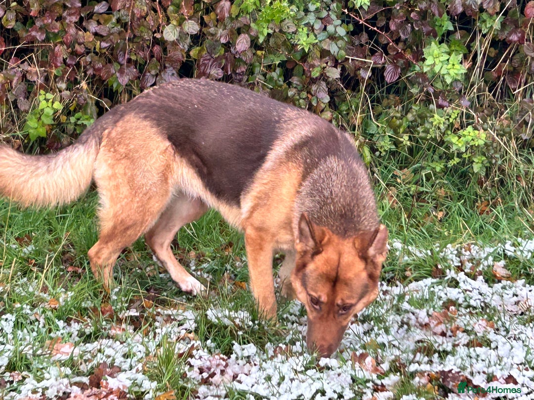 German Shepherd dogs for sale: German shepherd adult female  - Advert 4