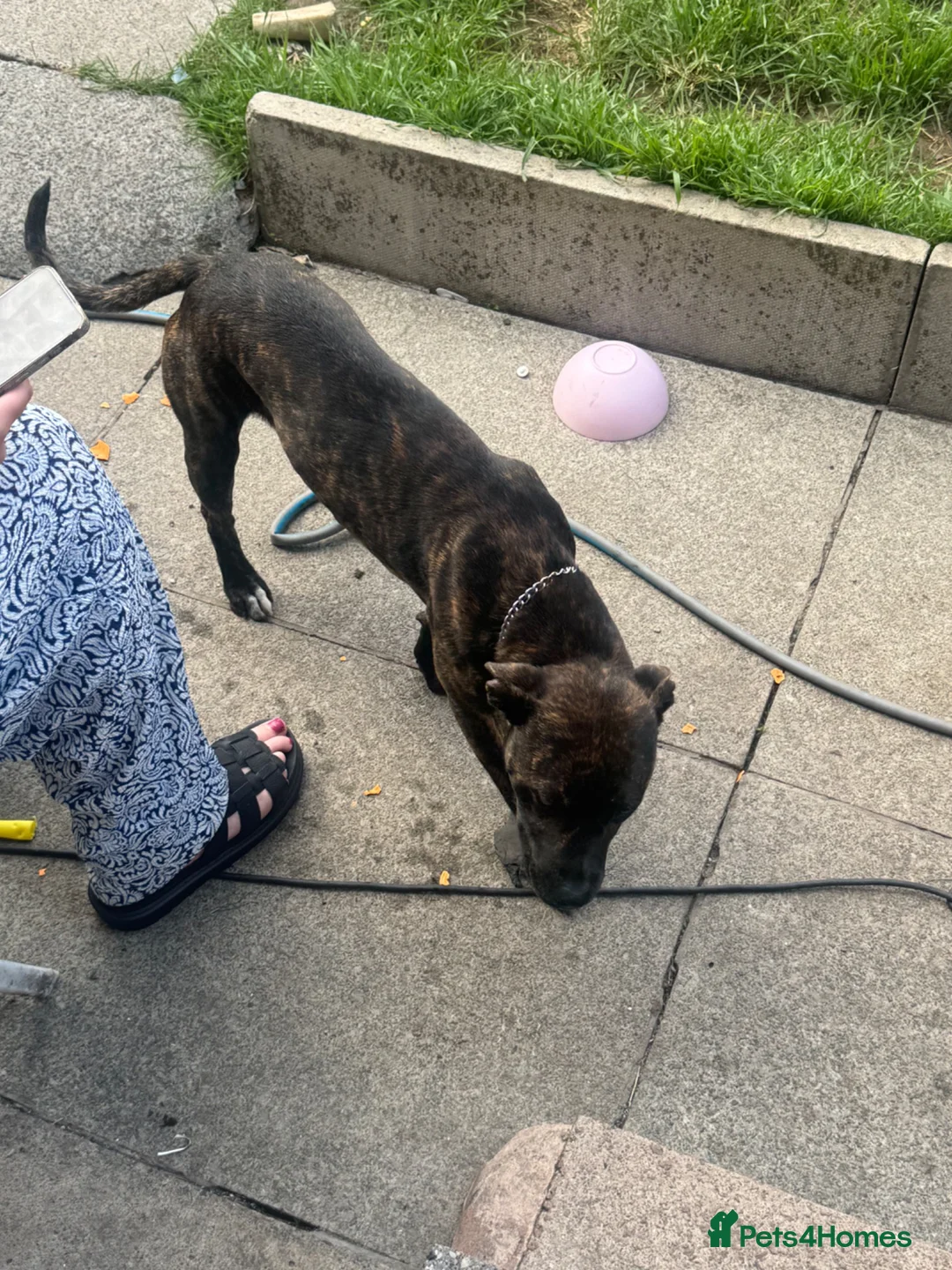 Mixed Breed dogs for sale: Staffy  ** tiff  in Liverpool - Advert 4