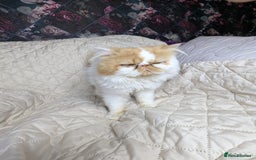Persian cats for sale: Persian kittens  - Image 8