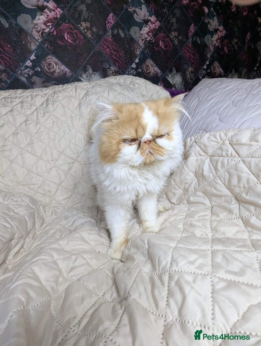 Persian cats for sale: Persian kittens  - Image 8