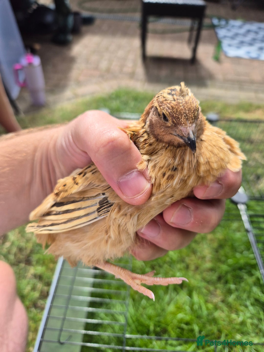Quail poultry for sale: Male Quail for Sale - Image 3