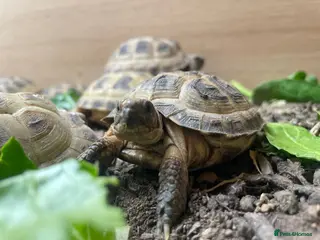Tortoise reptiles Baby Horsfield Tortoises & Set Ups - Advert 1