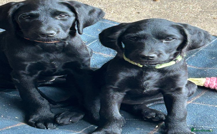 Labradoodle dogs - Advert 1