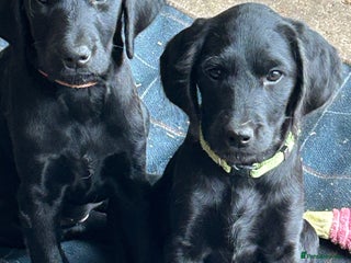 Labradoodle dogs - Advert 2