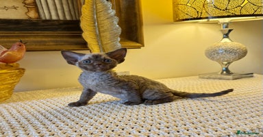 Devon Rex cats Stunning TICA Devon Babies - Advert 1