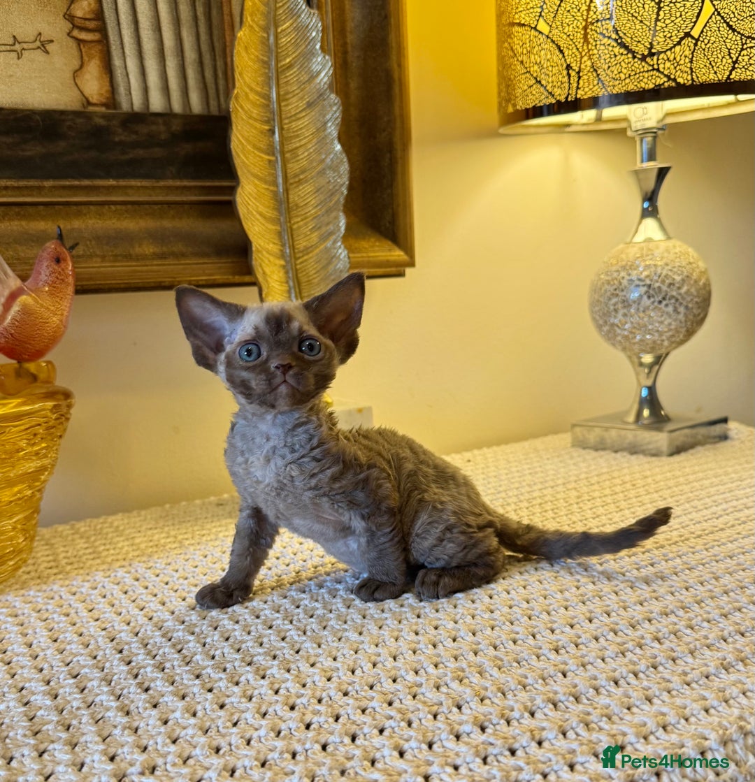 Devon Rex cats for sale: Stunning TICA Devon Babies - Advert 2