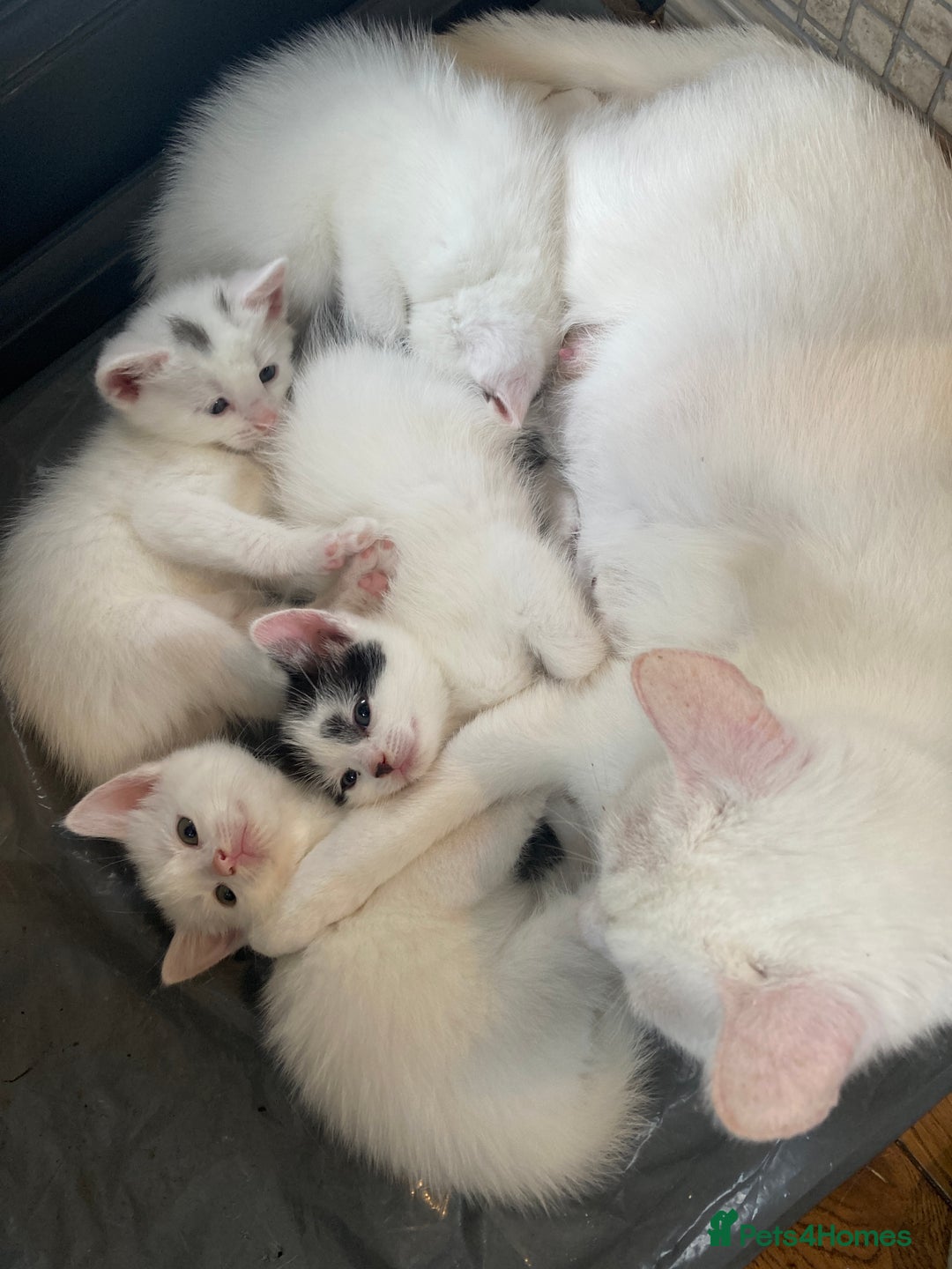 Turkish Van cats for sale: Gorgeous & Loving Turkish Van Kittens - Image 15