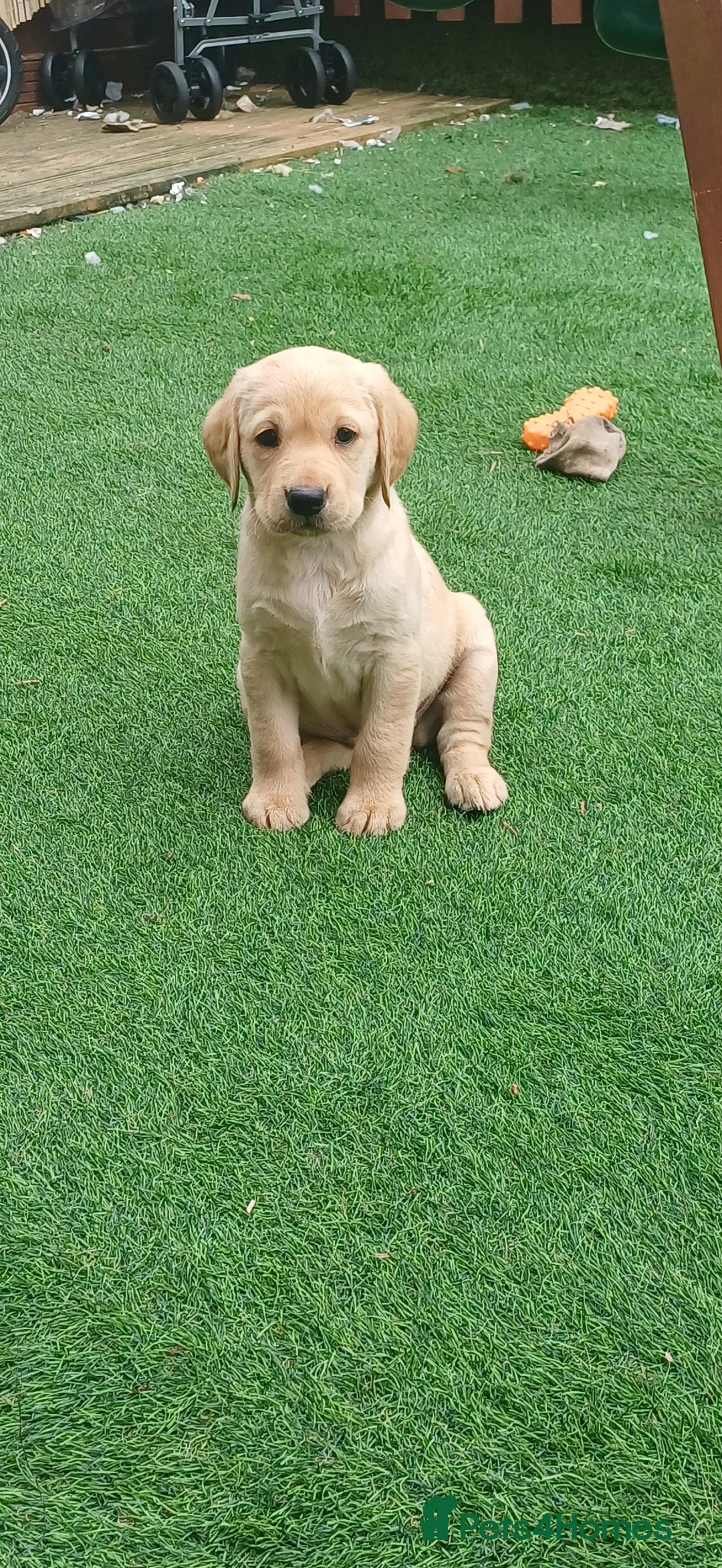 Labrador Retriever dogs for sale: READY TO LEAVE 🐶🐶 - Advert 2