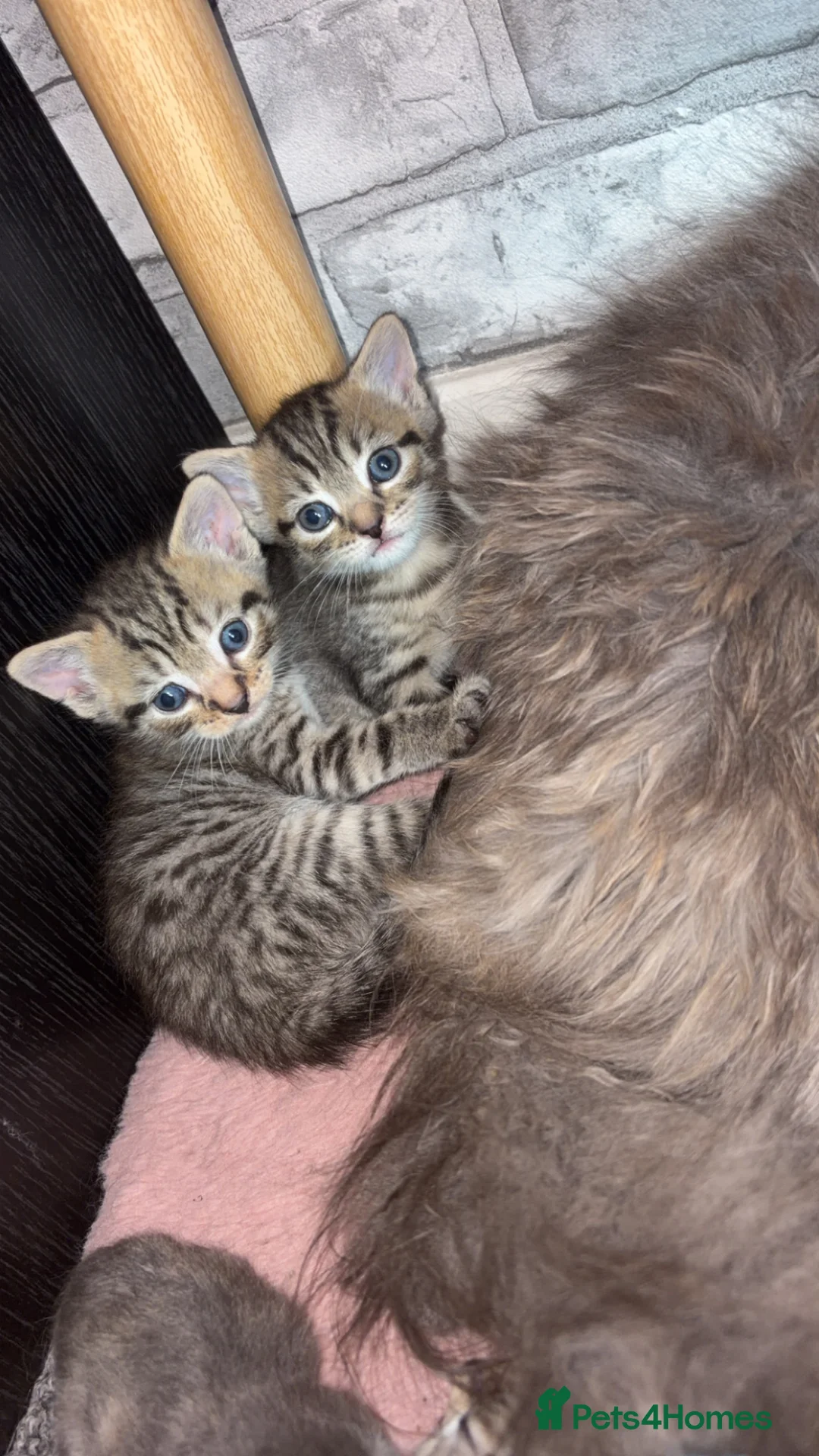 Mixed Breed cats for sale: 6 beautiful kittens wanting a forever home  - Advert 2