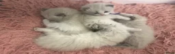 Ragdoll cats for sale: Champion Lines TICA Registered Ragdoll Kittens - Advert 8