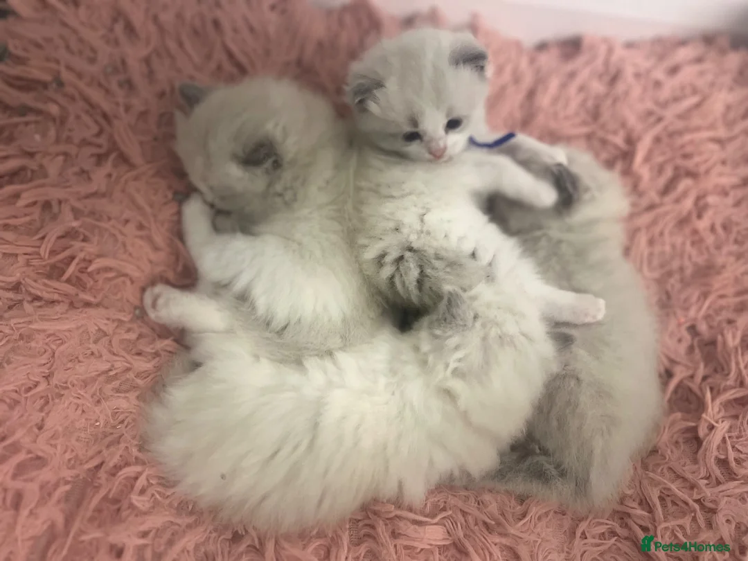 Ragdoll cats for sale: Champion Lines TICA Registered Ragdoll Kittens - Advert 8