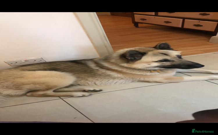 Mixed Breed dogs - Advert 1