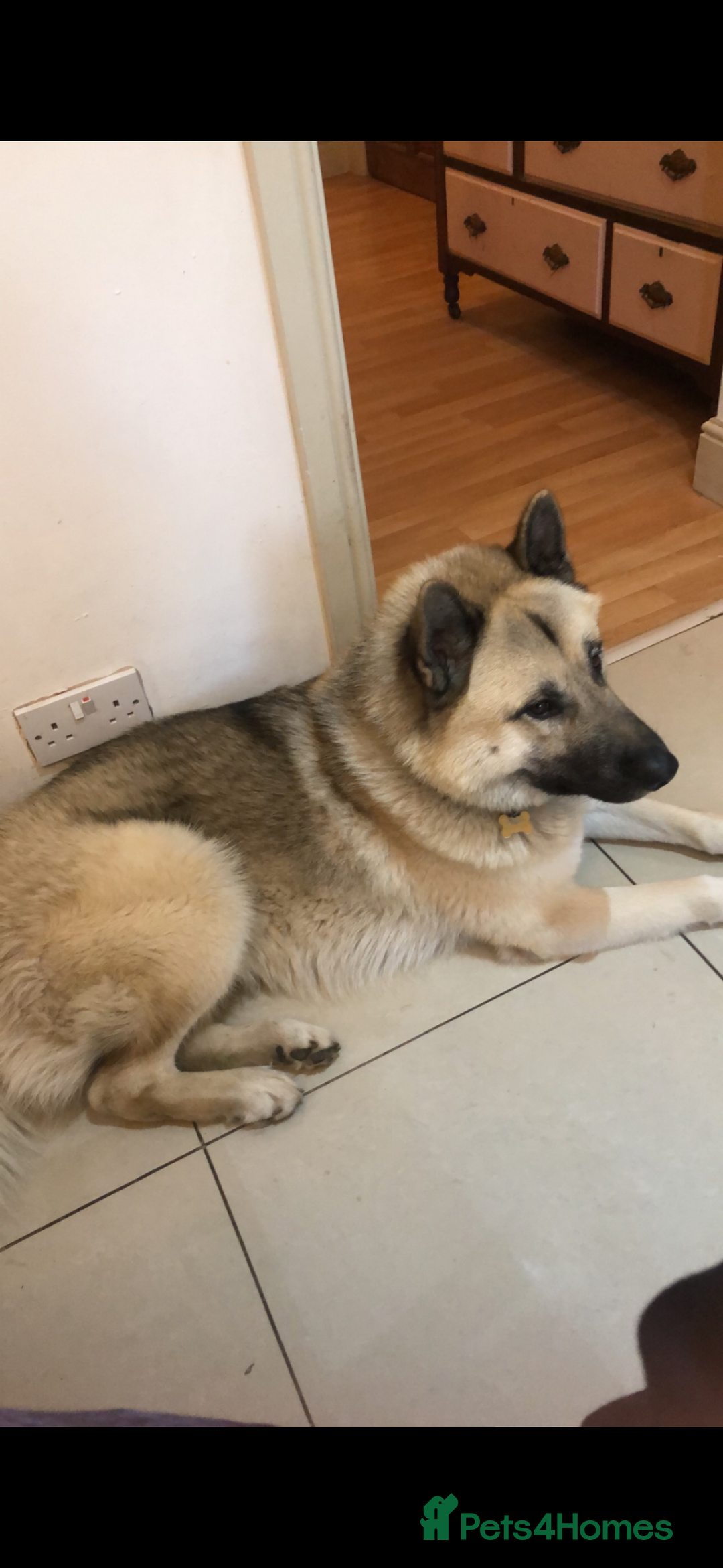 Mixed Breed dogs for stud: Japanese Akita x Husky for stud  - Image 1