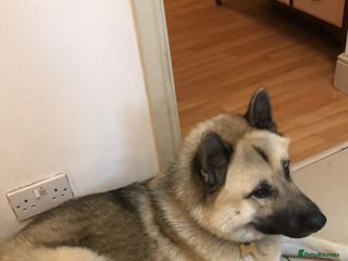 Mixed Breed dogs - Advert 3