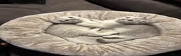 Scottish Fold cats for sale: Snow spot Scottish fold kittens - Advert 1