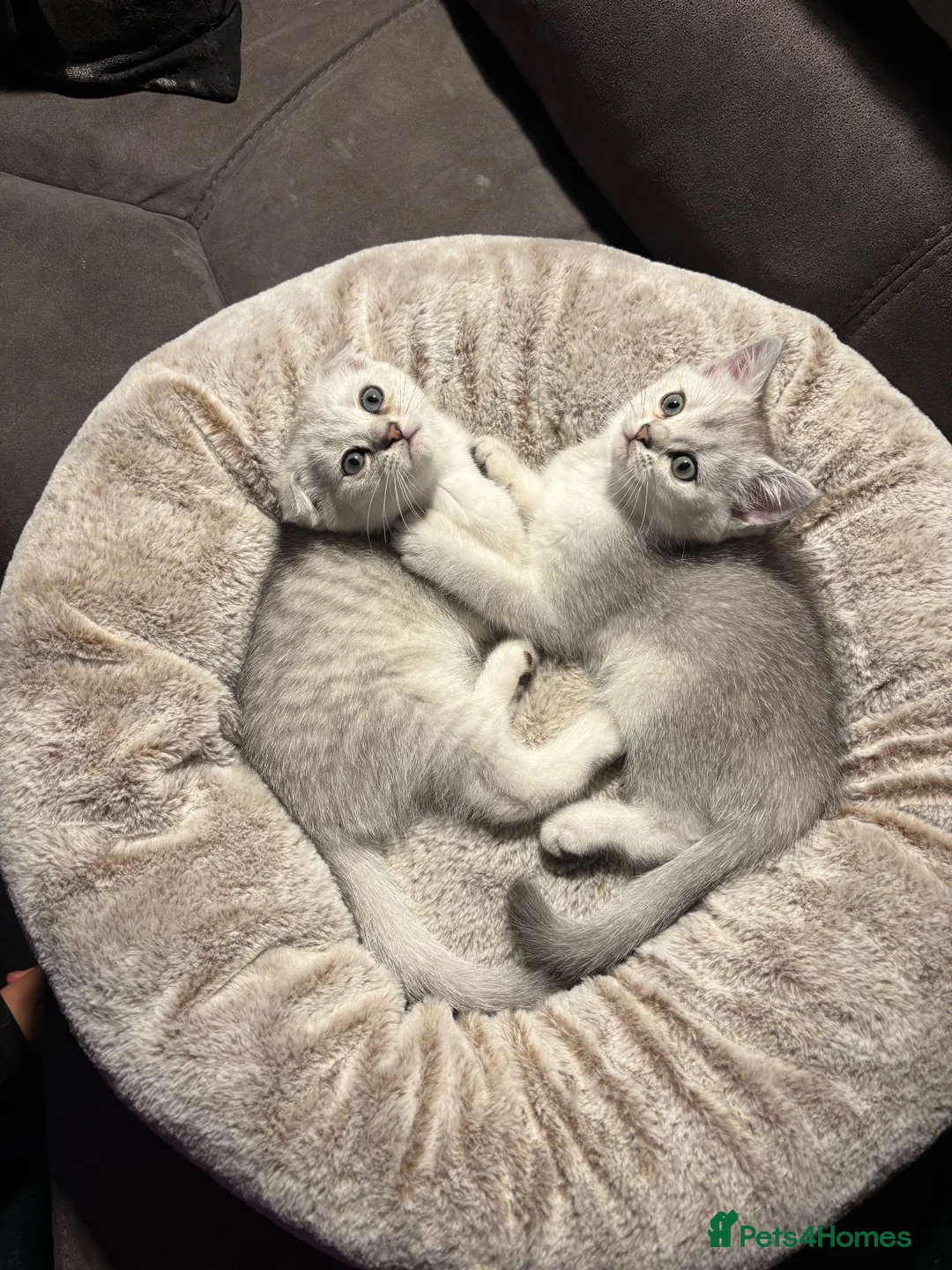 Scottish Fold cats for sale: Snow spot Scottish fold kittens - Advert 1