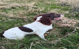 English Springer Spaniel dogs for sale: Fully trained ESS - Image 7