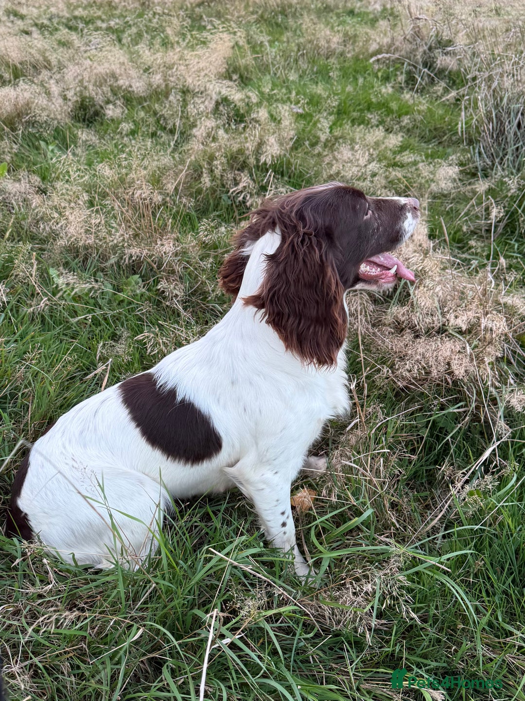 English Springer Spaniel dogs for sale: Fully trained ESS - Image 7