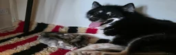 Canadian Eskimo Dog dogs for sale: 17 week old male & female Canadian Eskimo Puppies - Advert 11