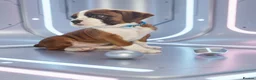 Boxer dogs for sale: 4 k.c boxer puppies ready for there new homes  in Sowerby Bridge - Advert 24