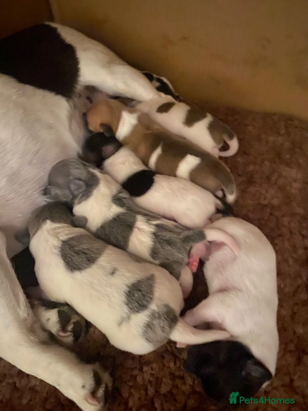 Jack Russell dogs for sale: Wonderful array of JRT pups - Advert 15