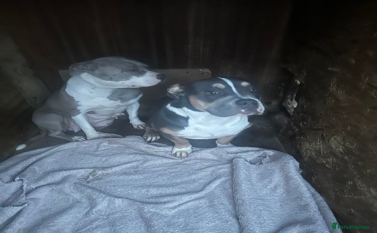 Mixed Breed dogs - Advert 3