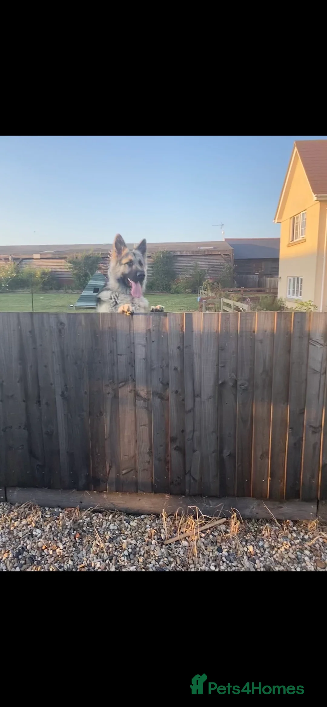 German Shepherd dogs for stud: stud only in Harwich - Advert 6