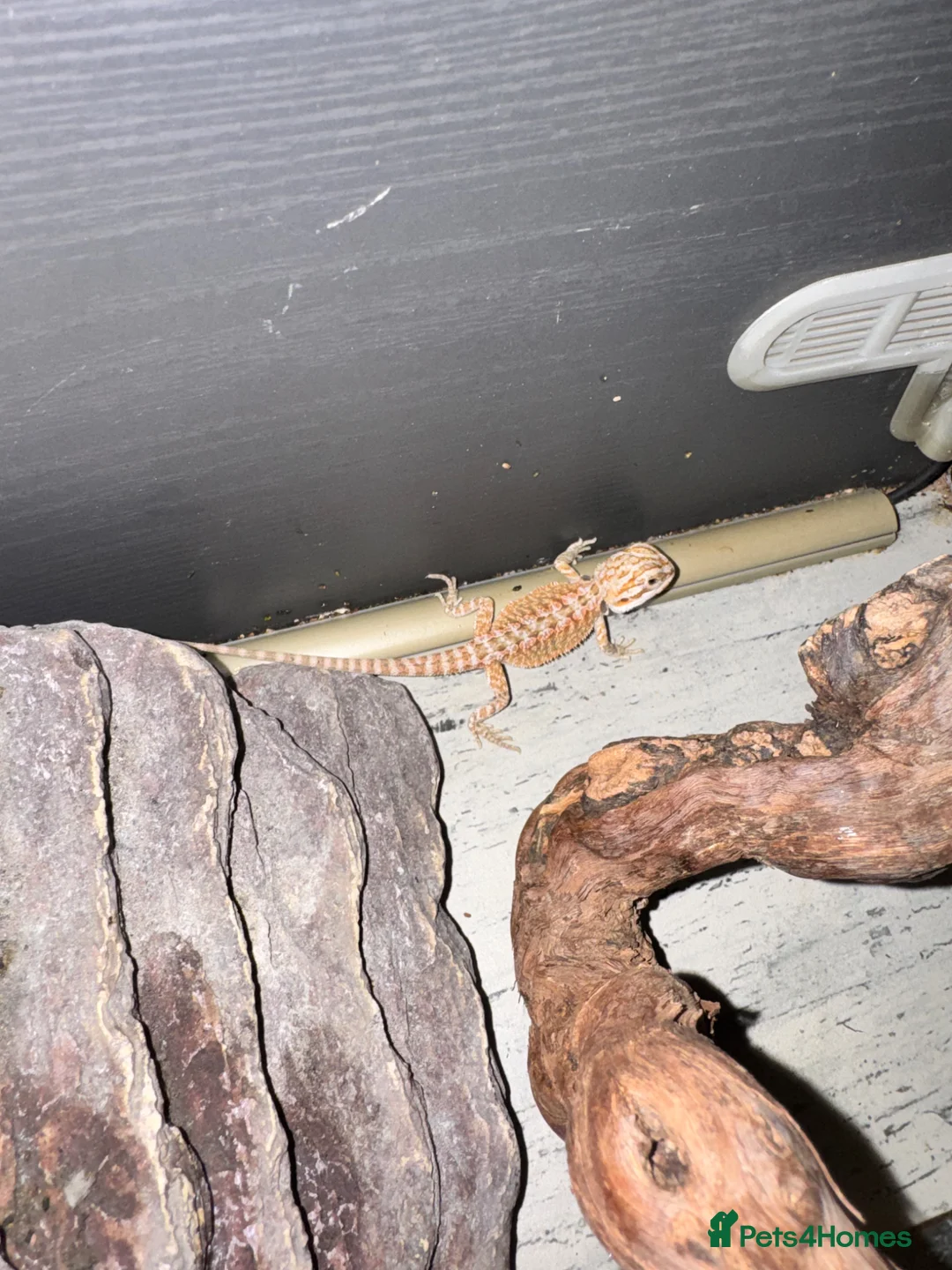 Bearded Dragon reptiles for sale: Baby&adult bearded dragons- possible a full setup  - Advert 2