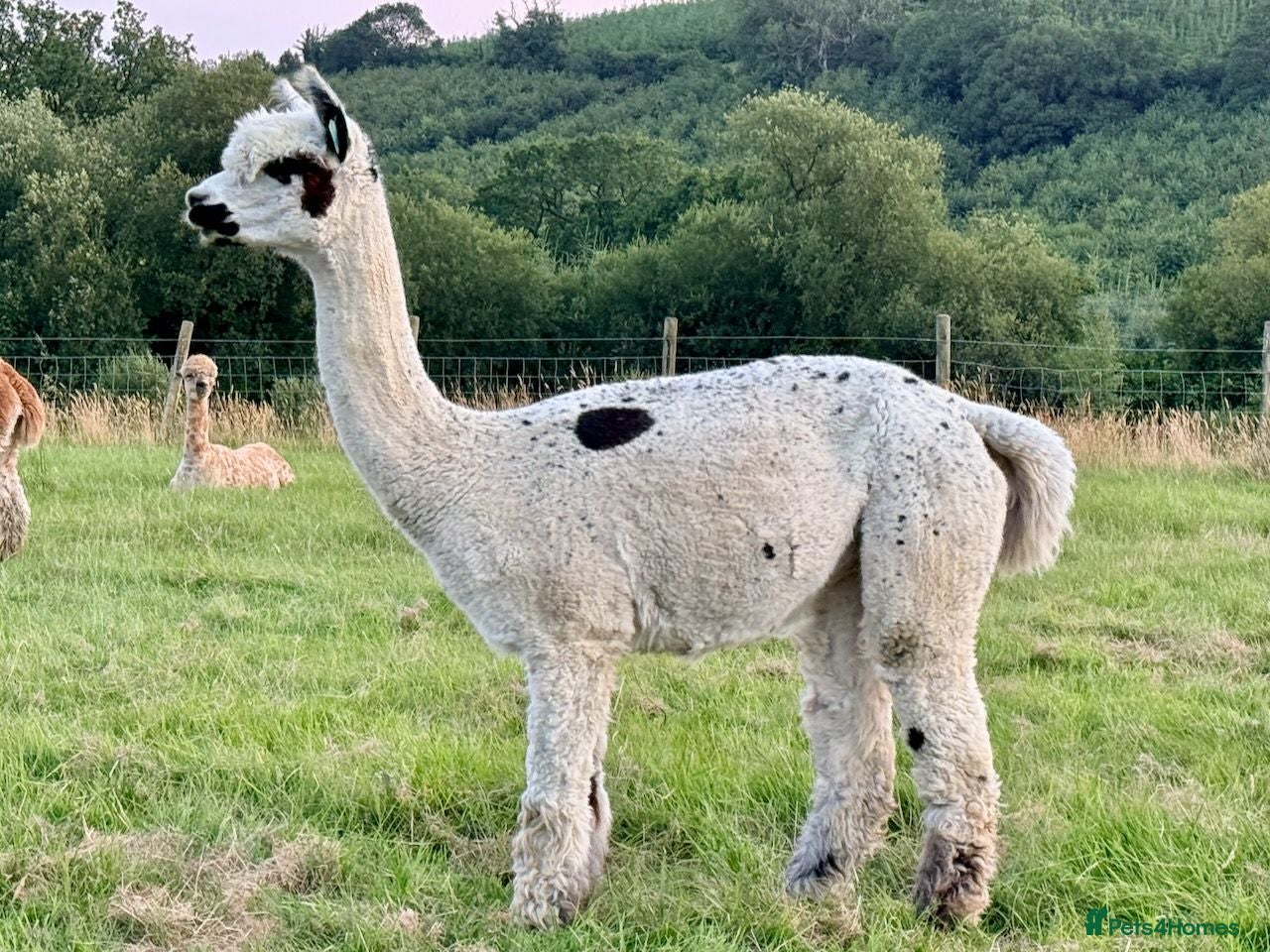 Alpaca livestock Beautiful group of coloured female alpaca and cria - Advert 2