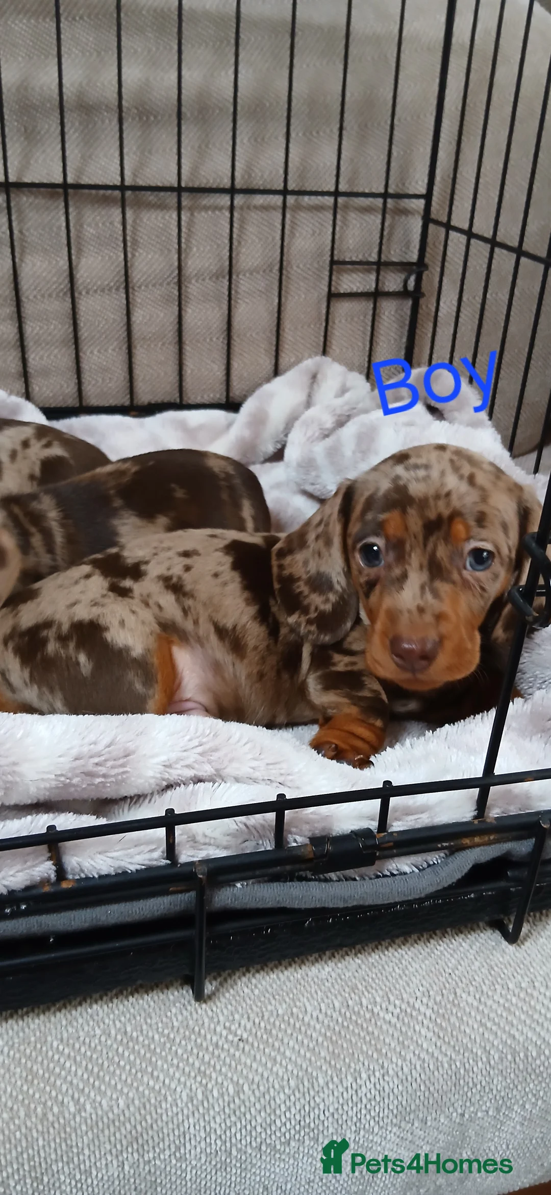 Miniature Dachshund dogs for sale: PRA, STUNNING MINIE'S READY NOW  - Advert 23