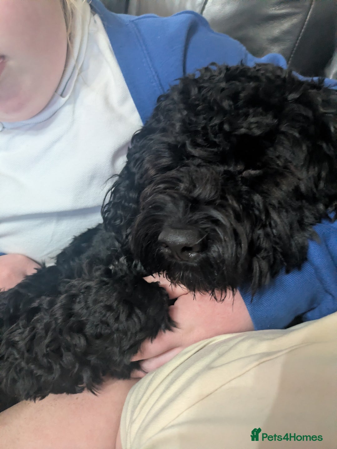 Cockapoo dogs for sale: F2 cockapoo puppies for sale . - Advert 11