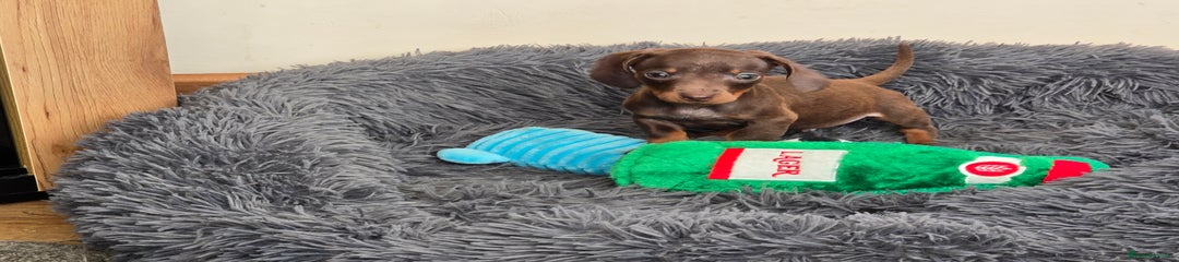 Miniature Dachshund Puppy 5