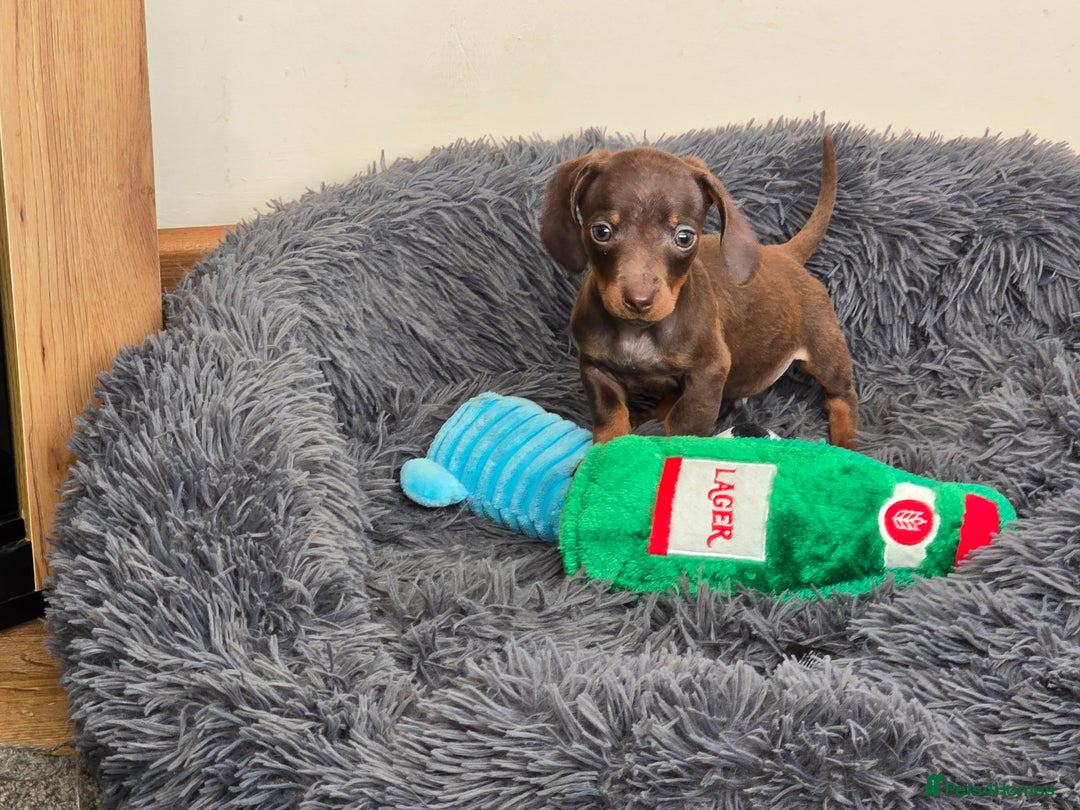 Miniature Dachshund dogs for sale: Miniature dachshunds puppys  - Image 4