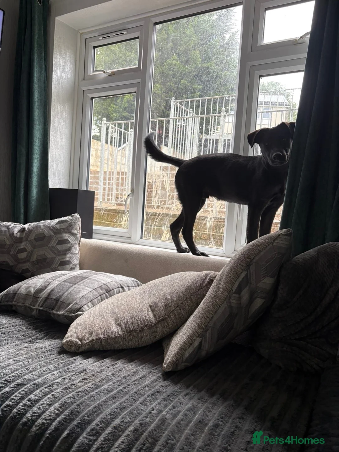 Sheprador dogs for sale: BUDDY in Plymouth - Advert 2