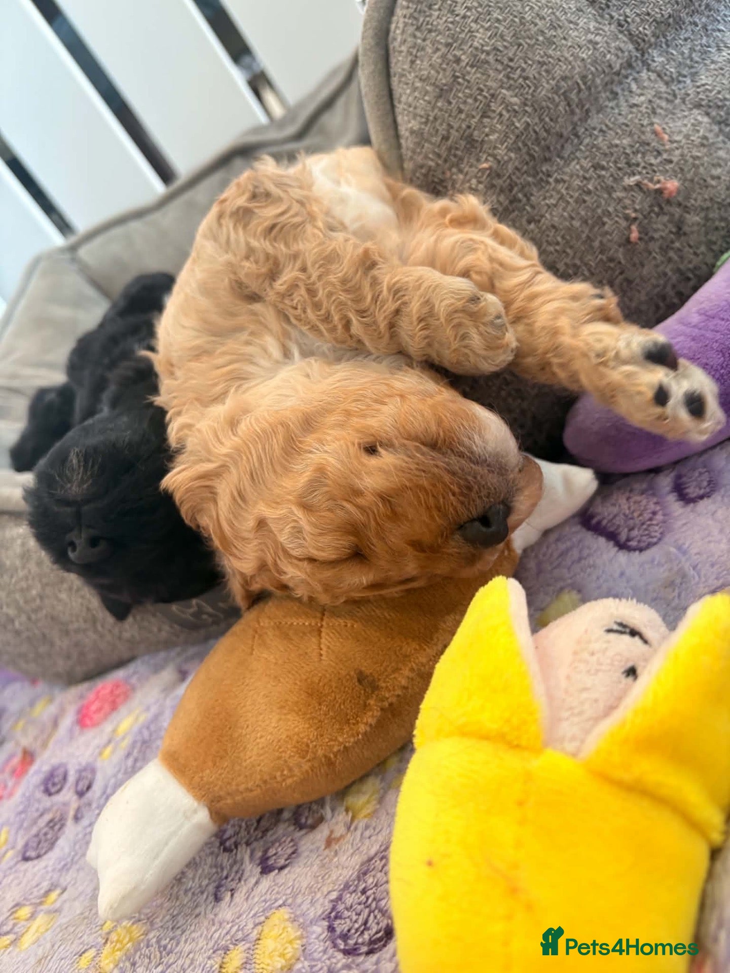 Australian Labradoodle dogs for sale: Multigenerational Australian labradoodles  - Advert 1